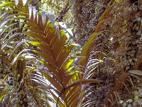 Ogród Botaniczny Lowveld Garden, las deszczowy